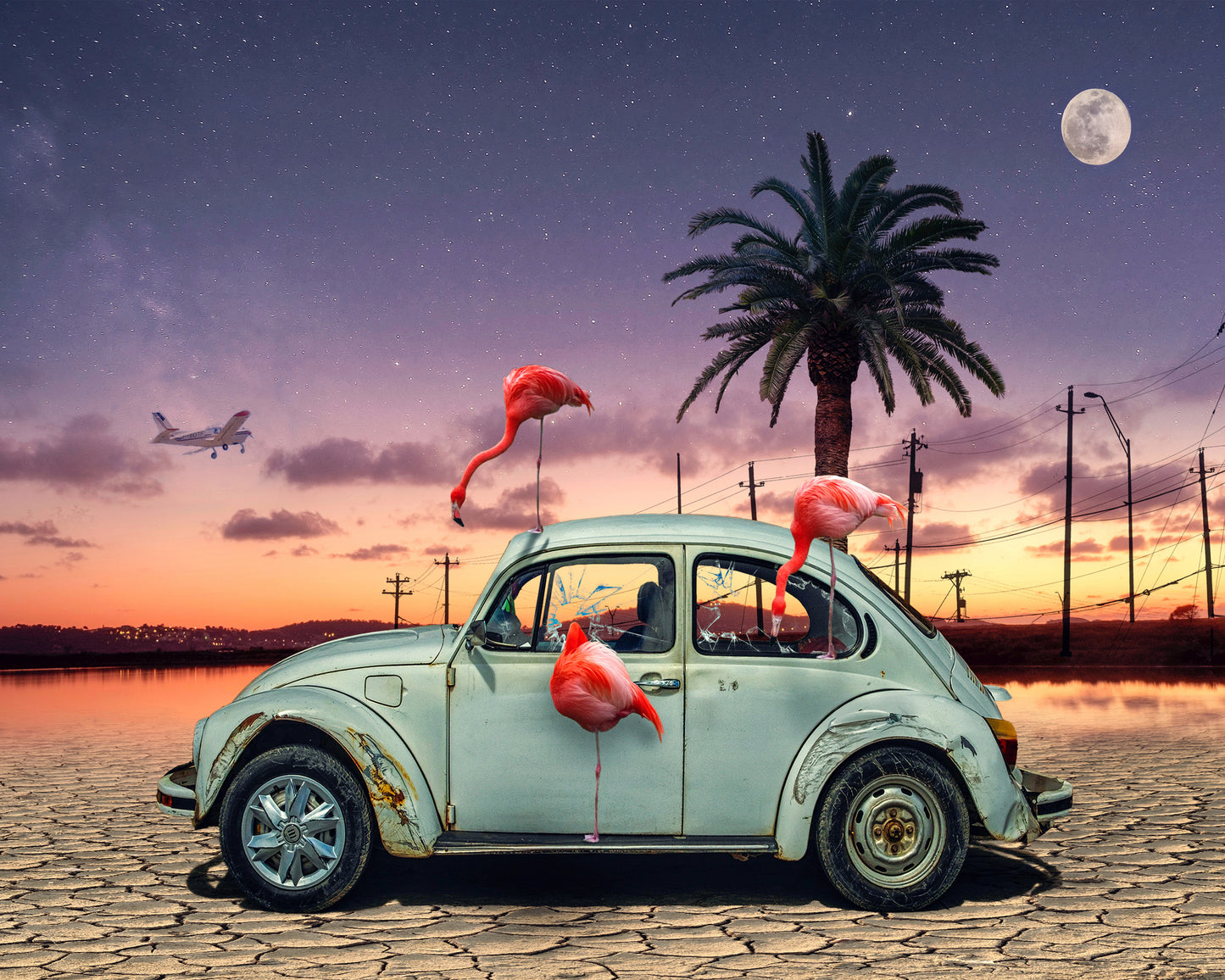 Flamingos Ate My Car