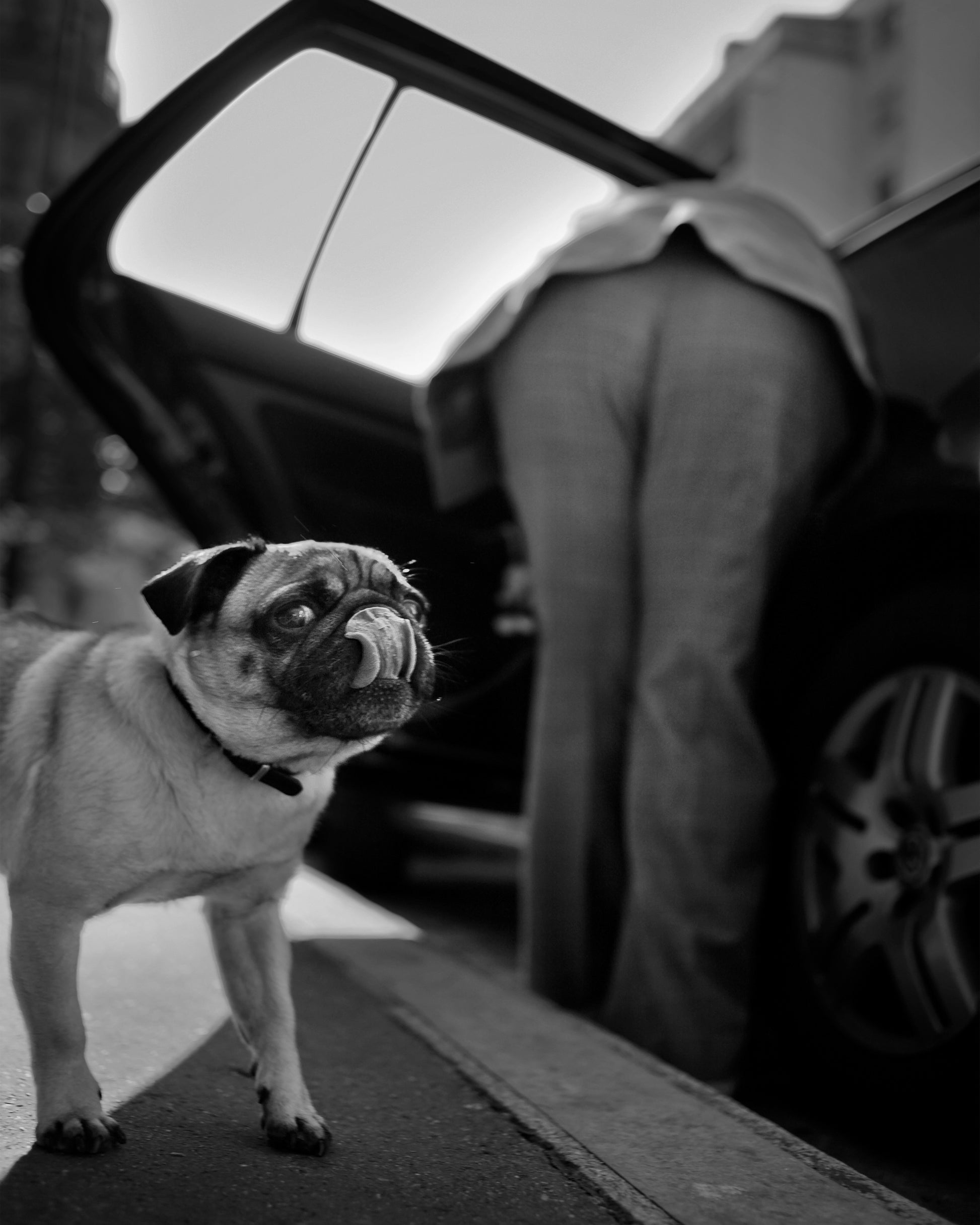 Dog Sees You
