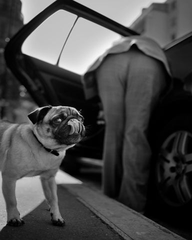 Dog Sees You