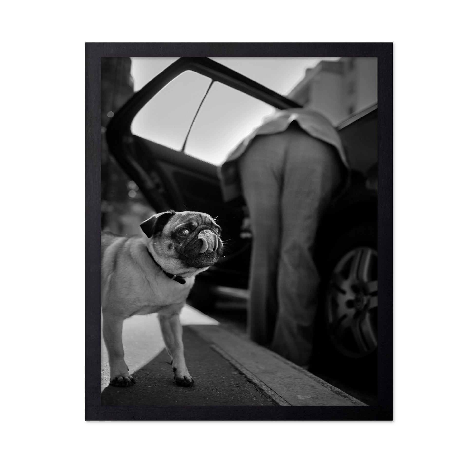 Dog Sees You