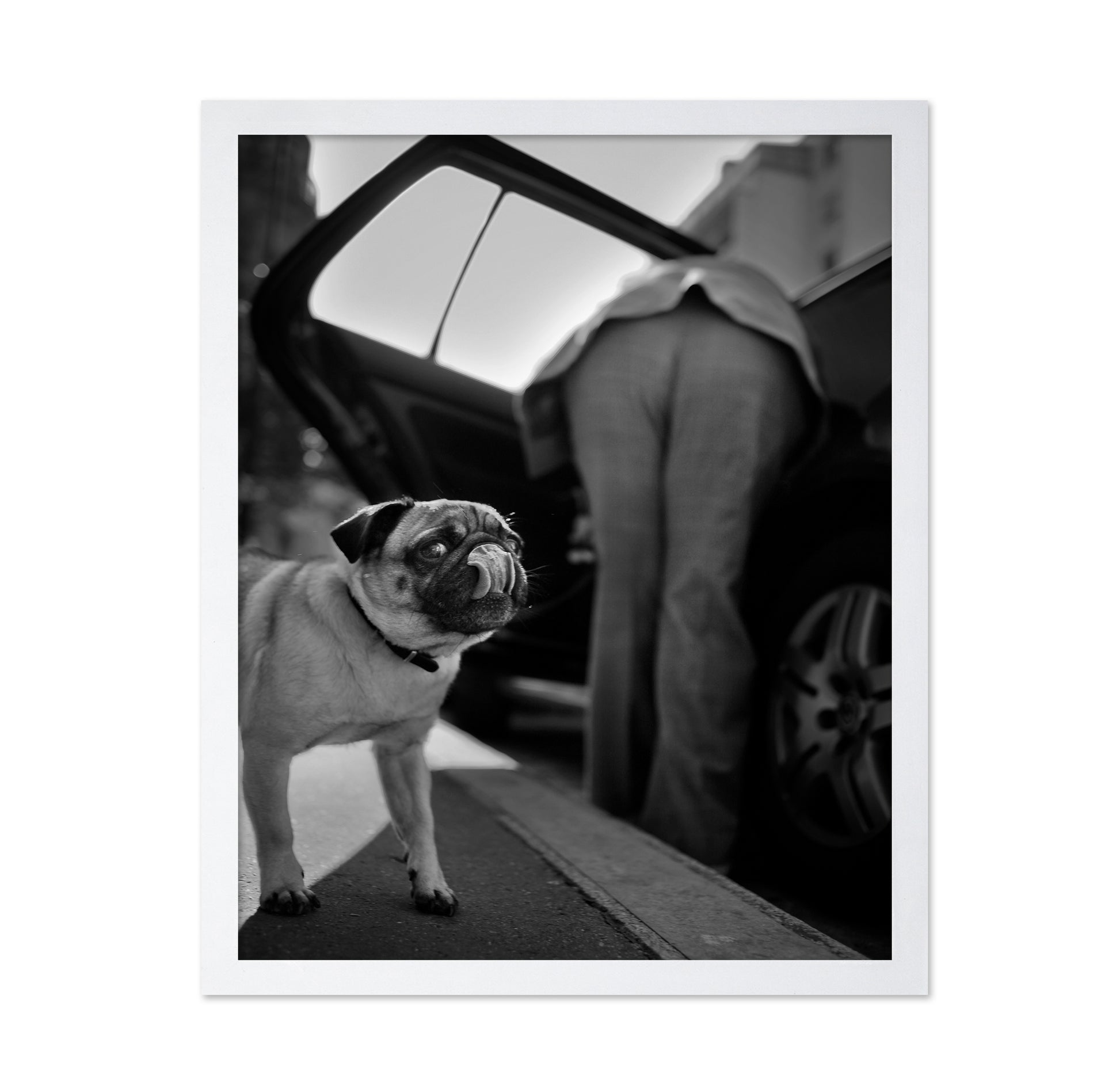 Dog Sees You
