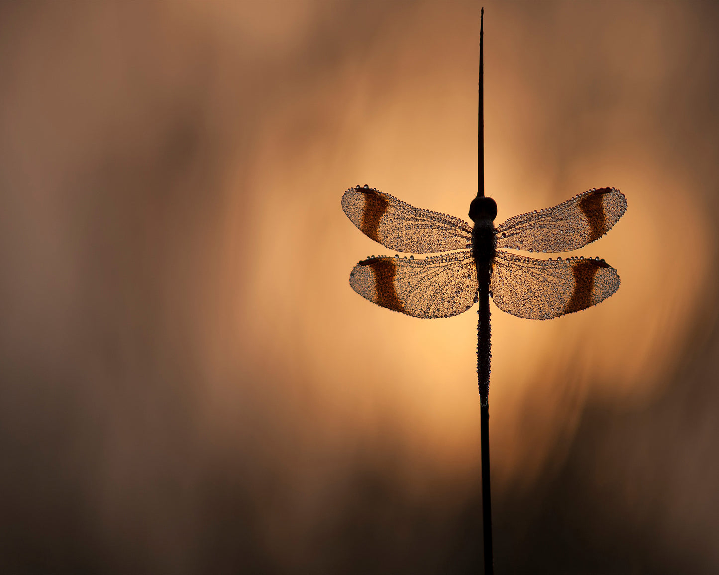 In to the Sun
