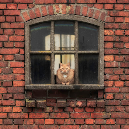 Cat Sitting in a Brick Window