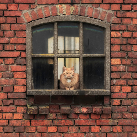 Cat Sitting in a Brick Window
