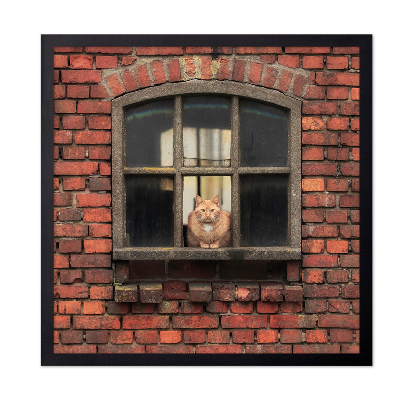 Cat Sitting in a Brick Window