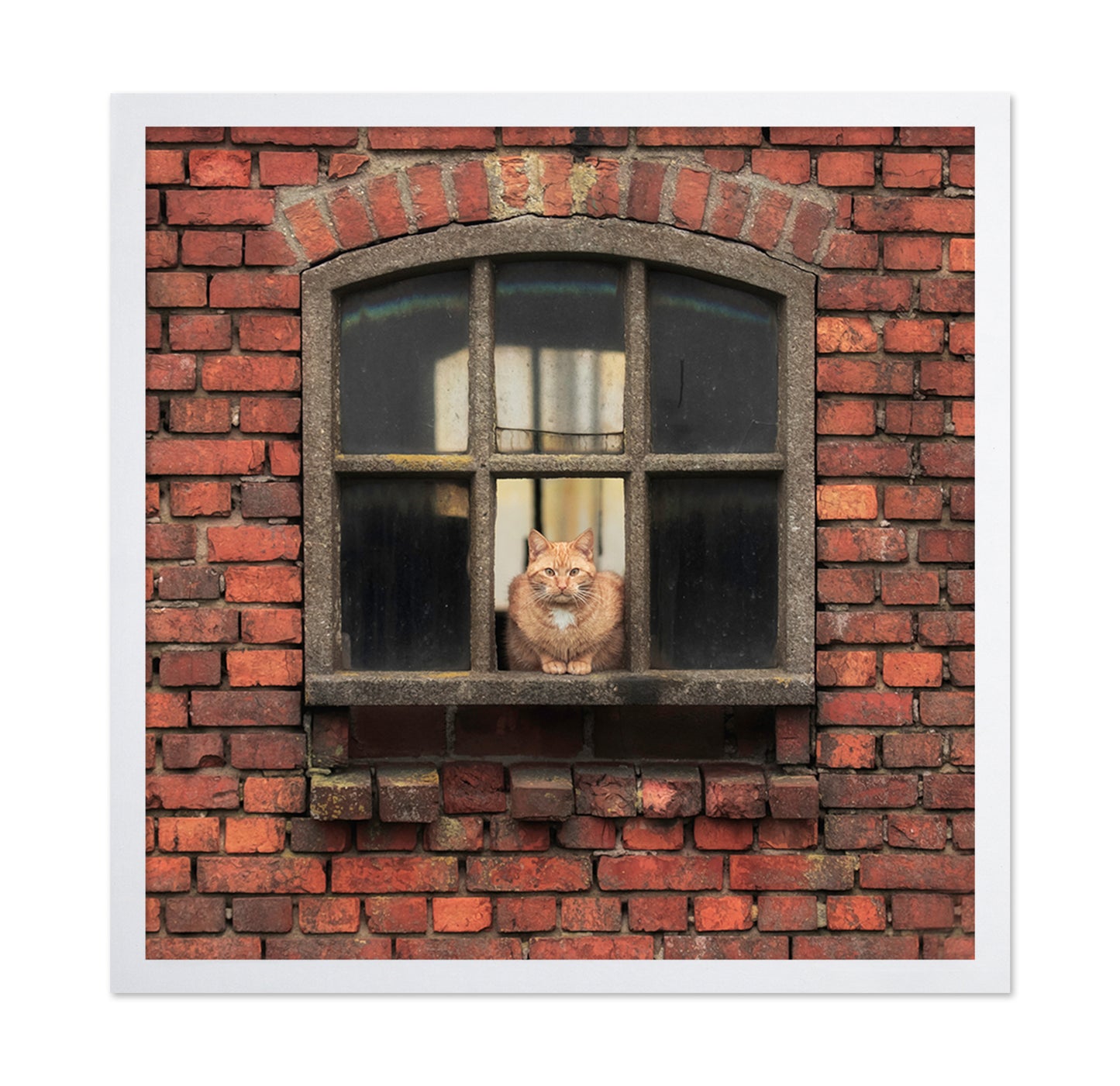Cat Sitting in a Brick Window