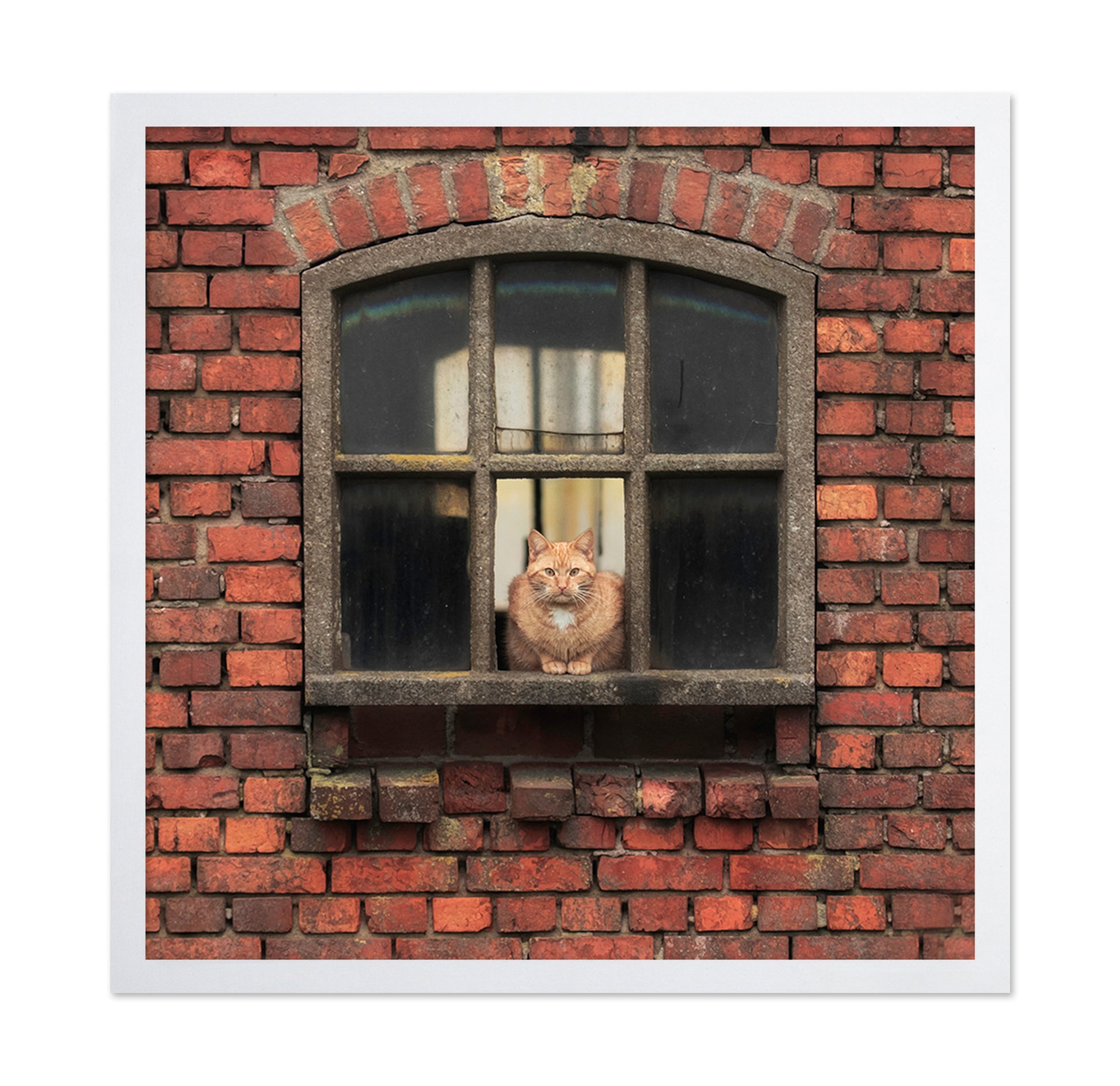 Cat Sitting in a Brick Window