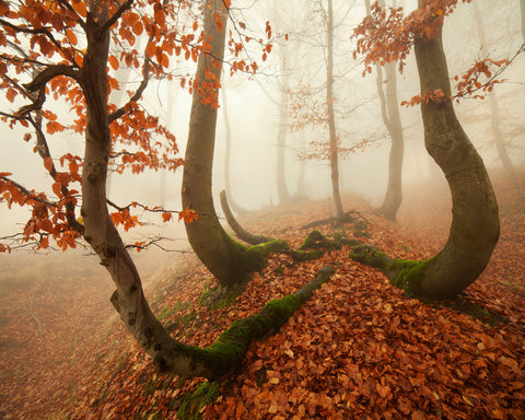 Autumn Octopus In The Ore Mountains