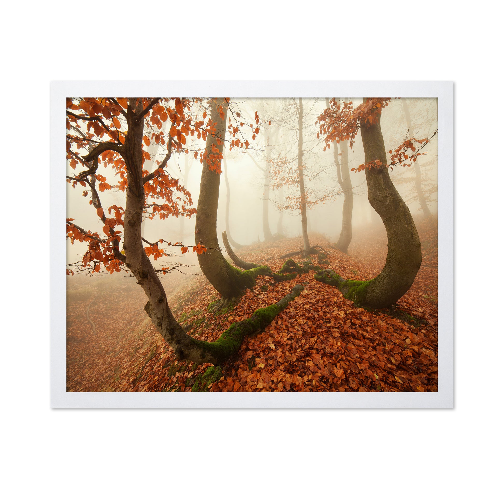 Autumn Octopus In The Ore Mountains