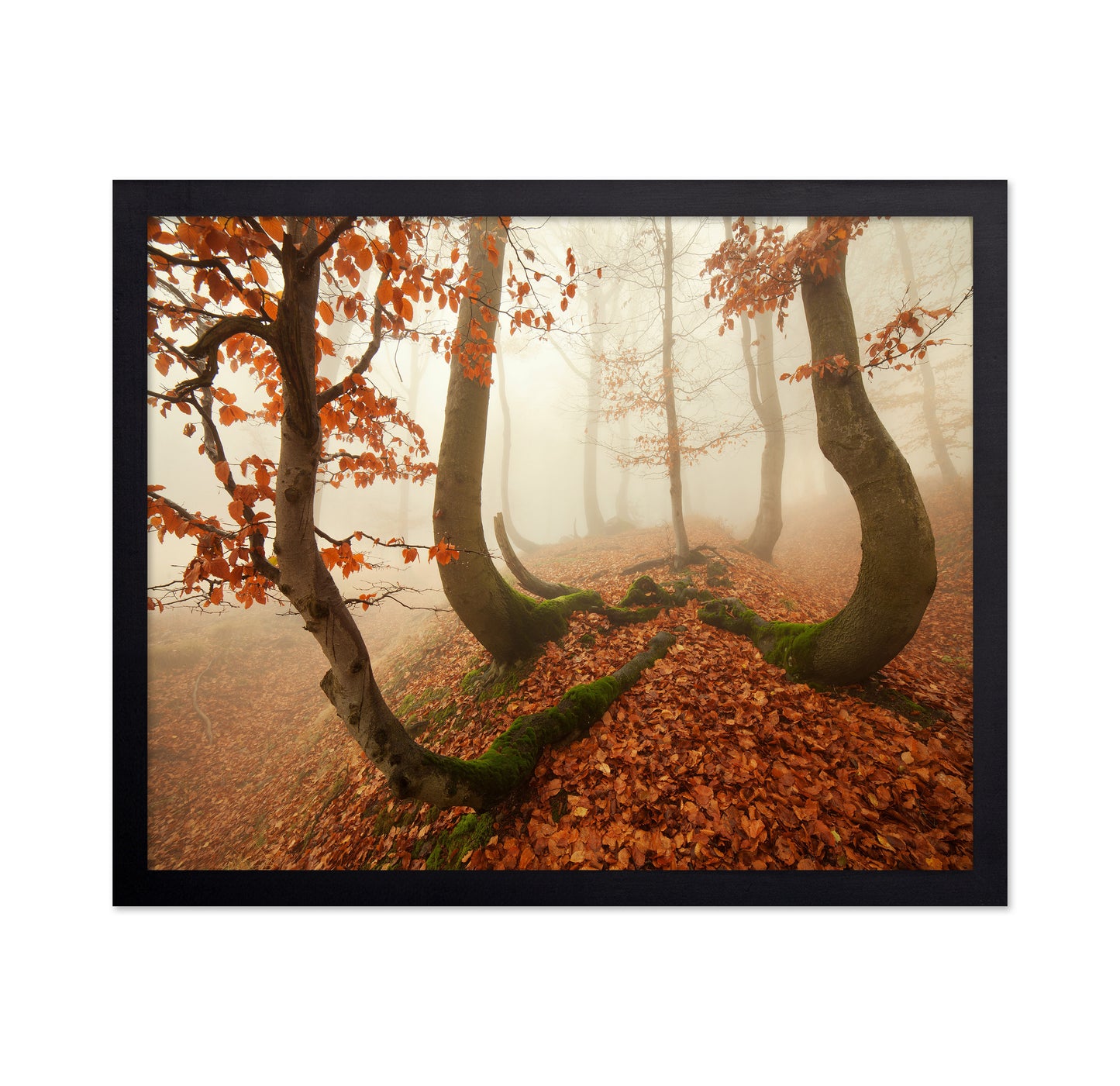 Autumn Octopus In The Ore Mountains