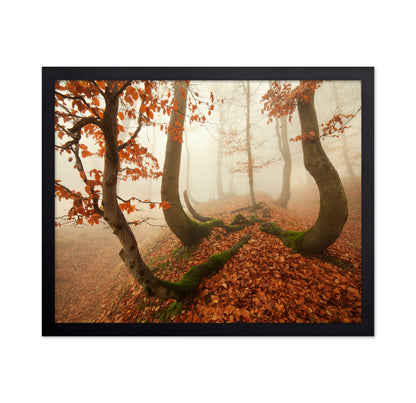 Autumn Octopus In The Ore Mountains