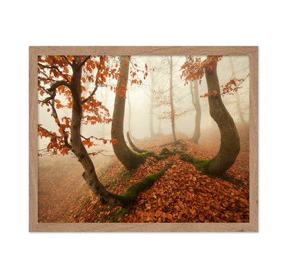 Autumn Octopus In The Ore Mountains