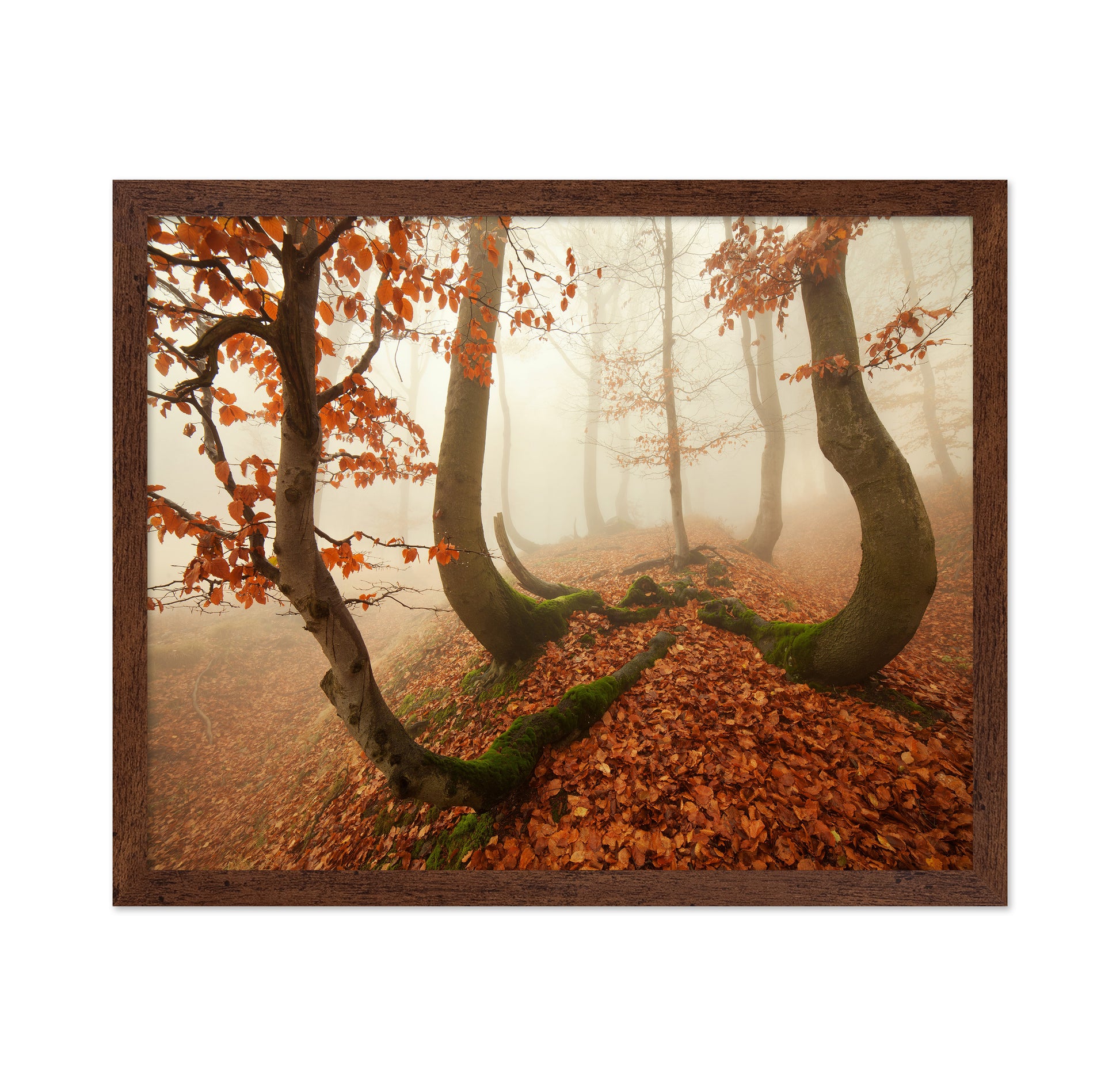 Autumn Octopus In The Ore Mountains