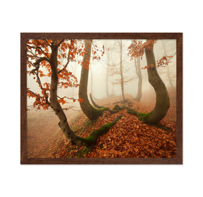 Autumn Octopus In The Ore Mountains