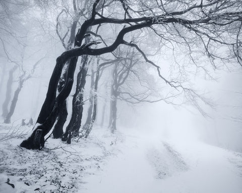 In The Winter Forest