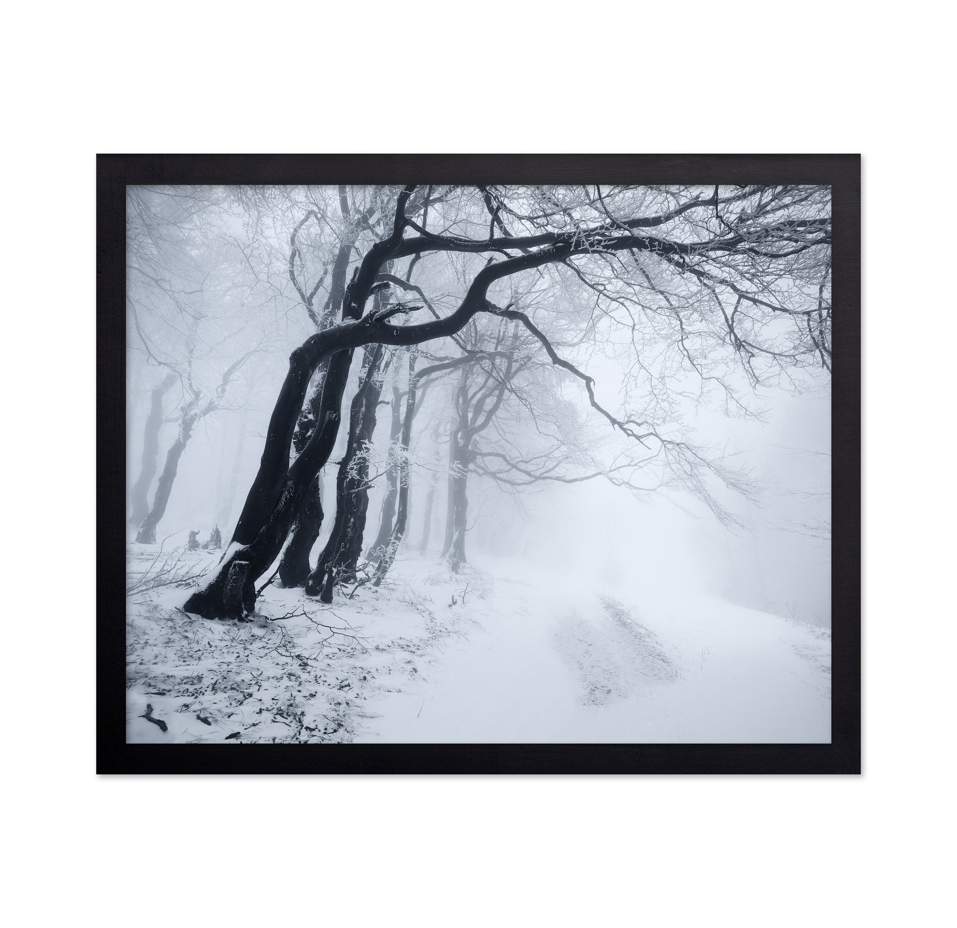In The Winter Forest
