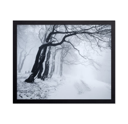 In The Winter Forest