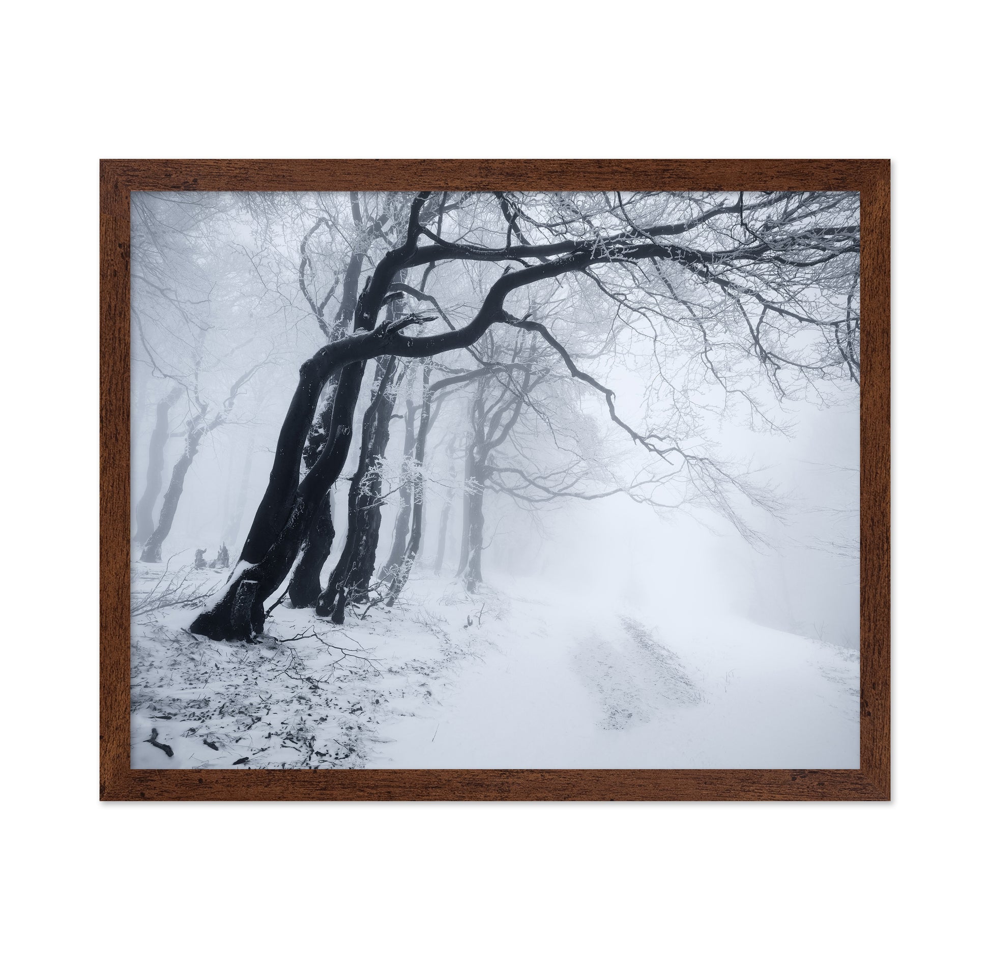 In The Winter Forest