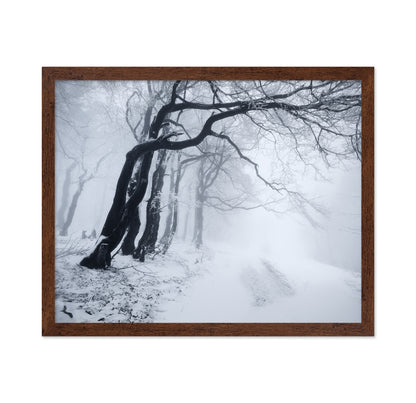 In The Winter Forest