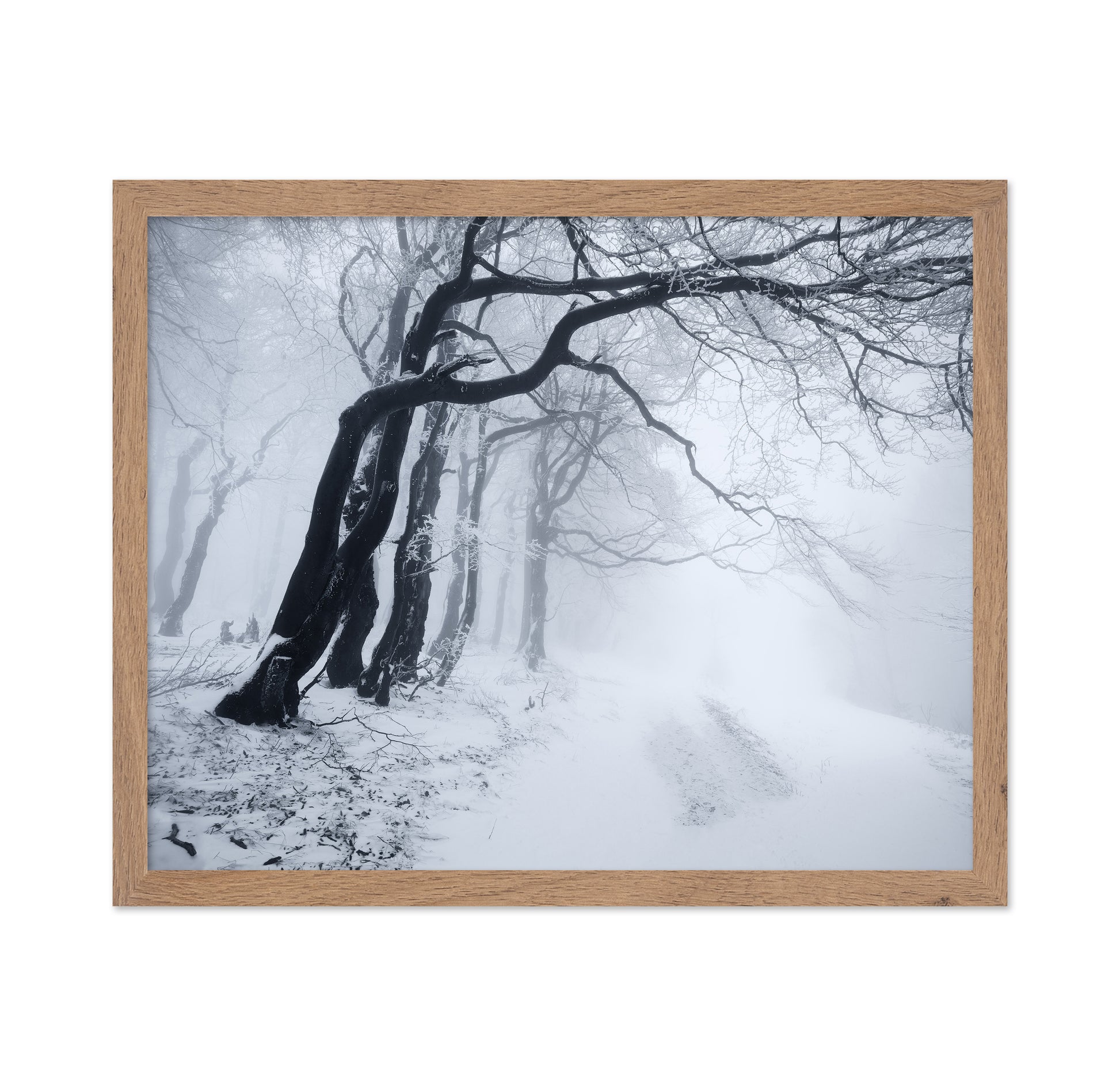 In The Winter Forest