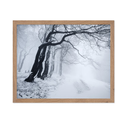 In The Winter Forest