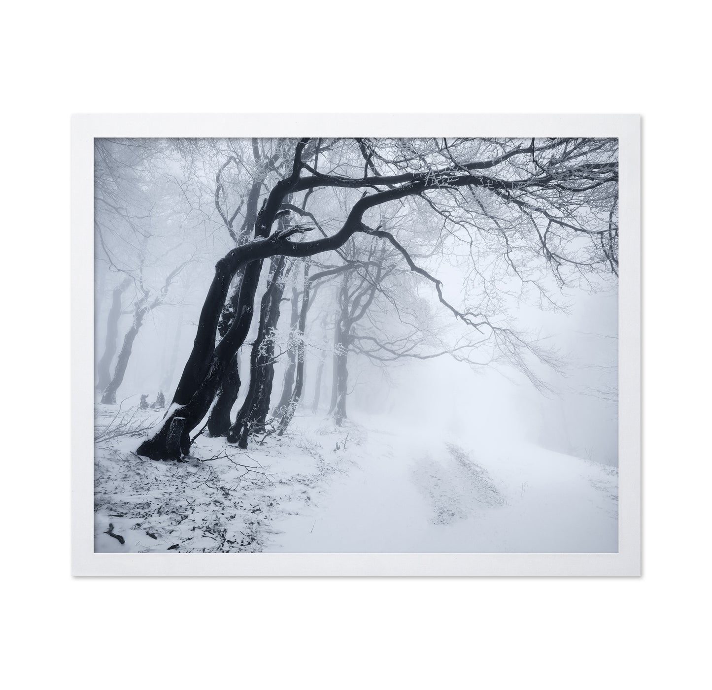 In The Winter Forest