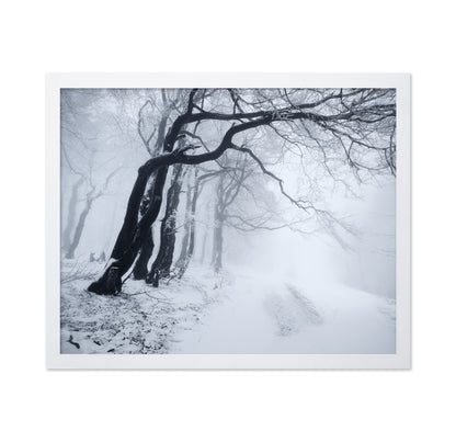 In The Winter Forest