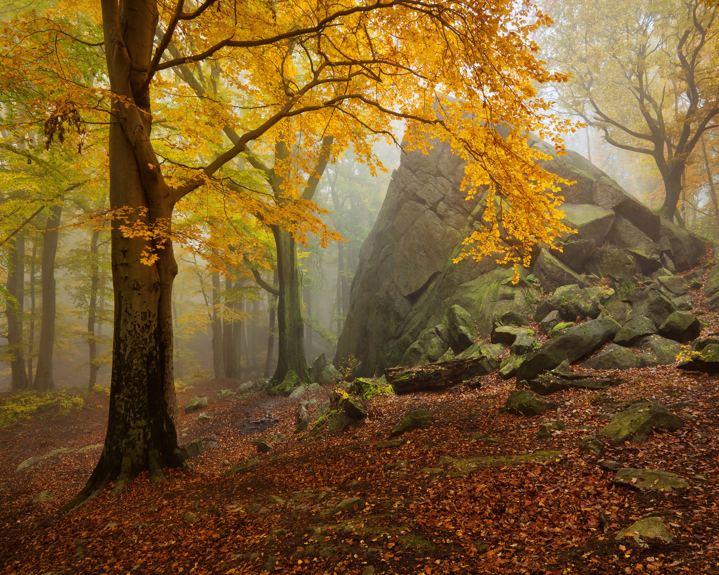 Autumn Forest