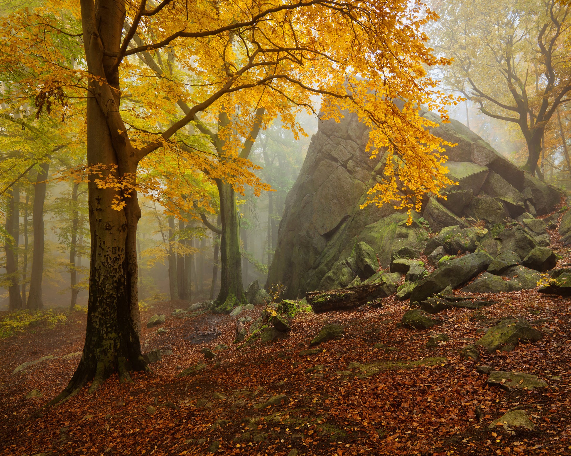 Autumn Forest