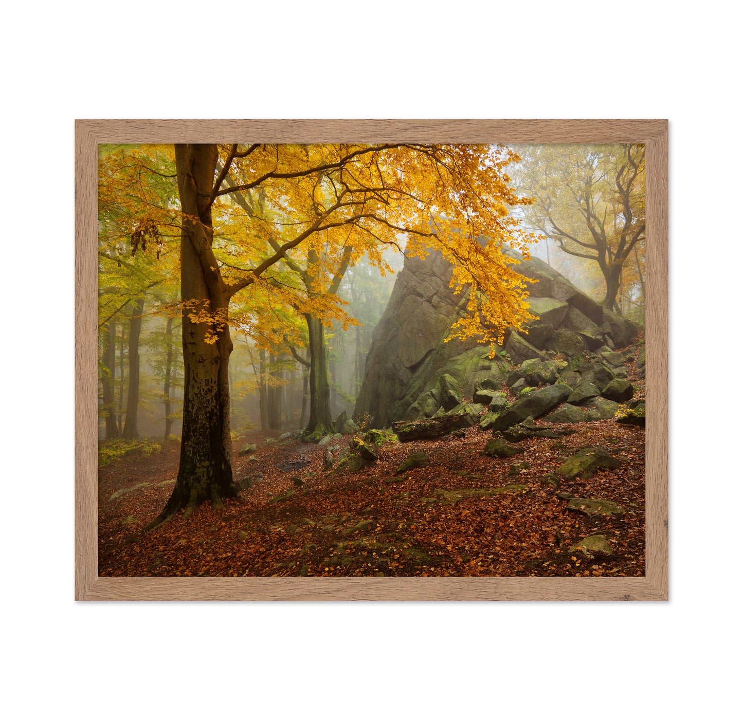 Autumn Forest