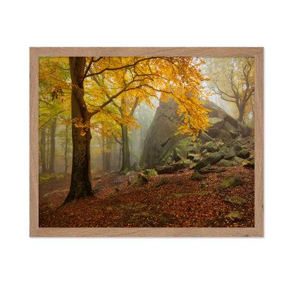 Autumn Forest
