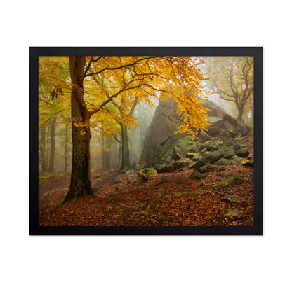 Autumn Forest