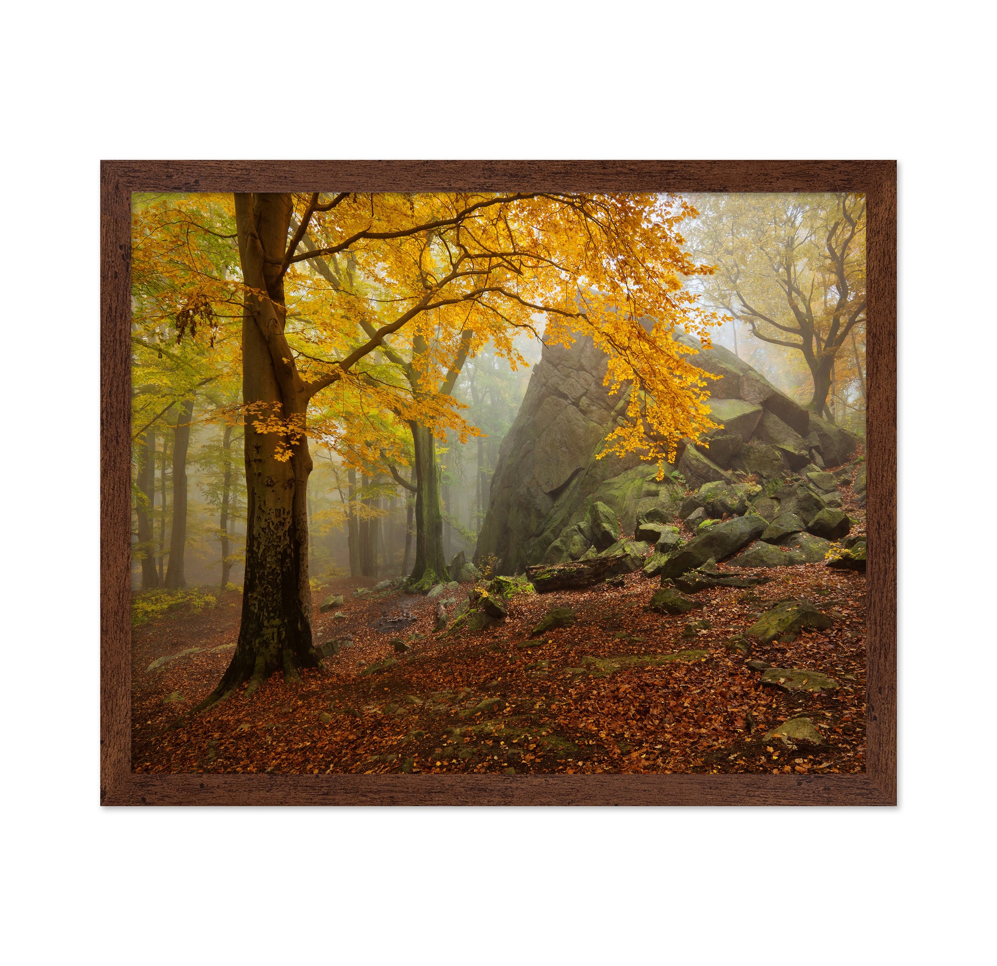 Autumn Forest