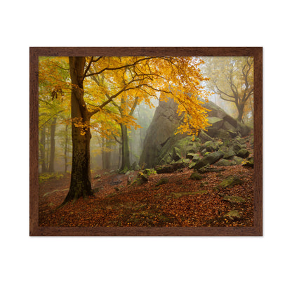 Autumn Forest