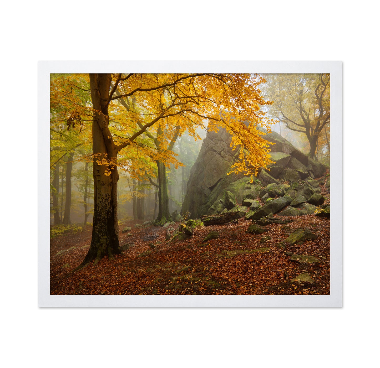 Autumn Forest