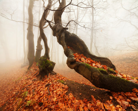 The Mystery in the Autumn Forest