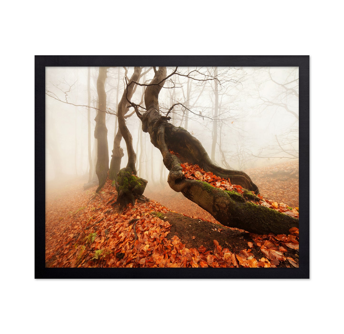 The Mystery in the Autumn Forest