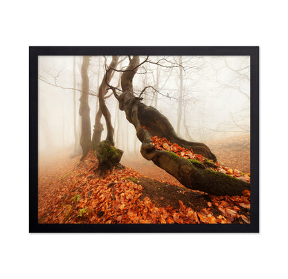 The Mystery in the Autumn Forest