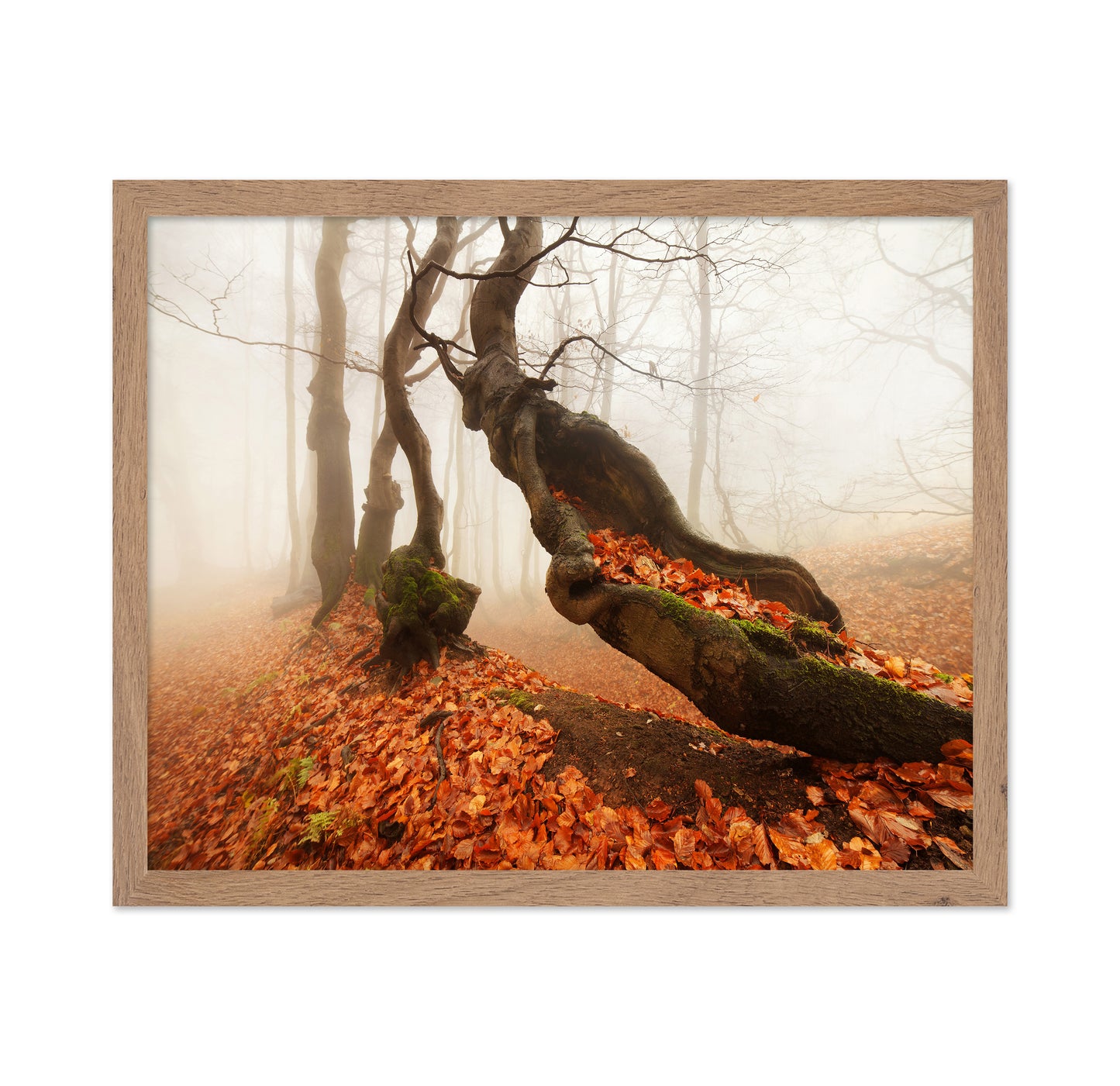 The Mystery in the Autumn Forest