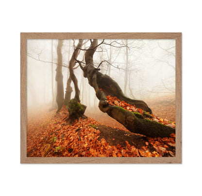 The Mystery in the Autumn Forest