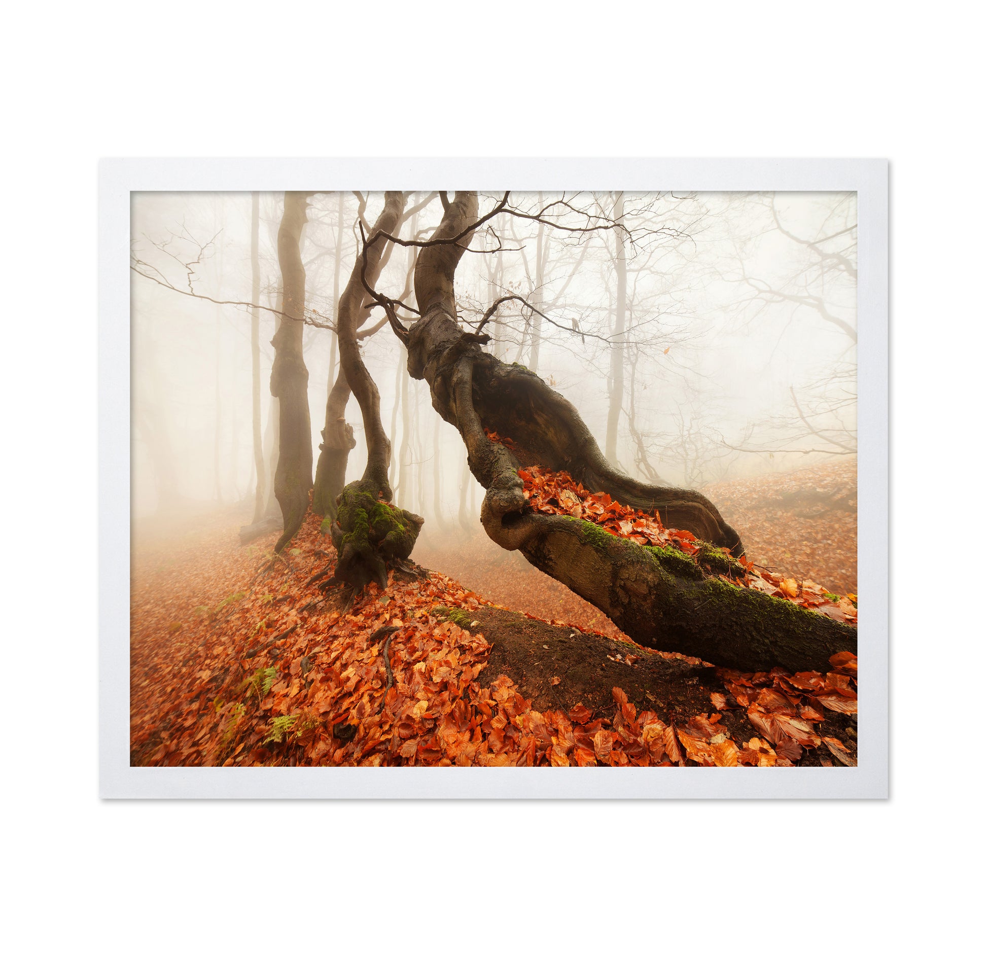 The Mystery in the Autumn Forest