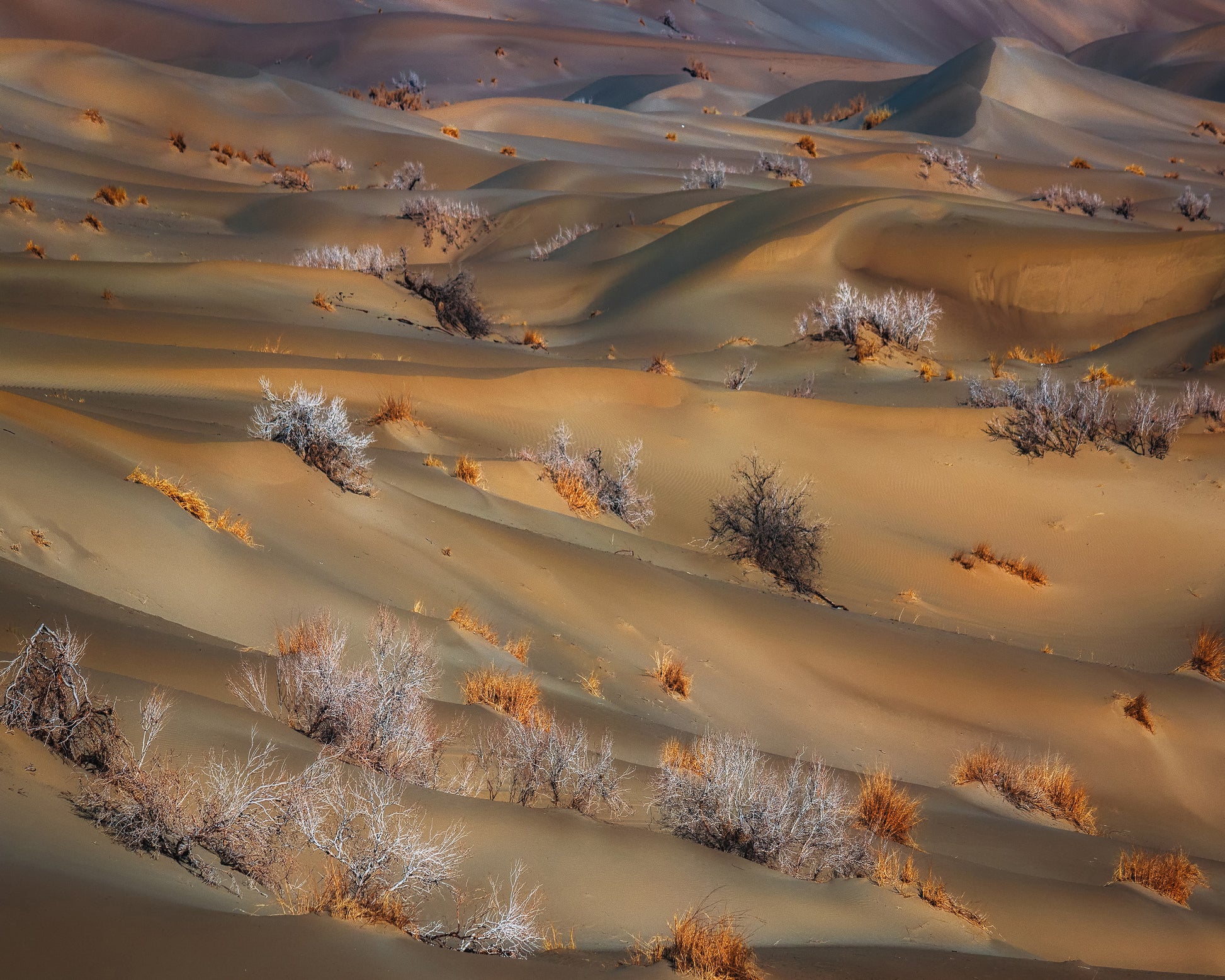 Coppice In Desert