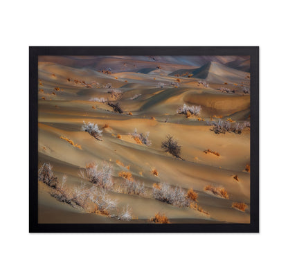 Coppice In Desert