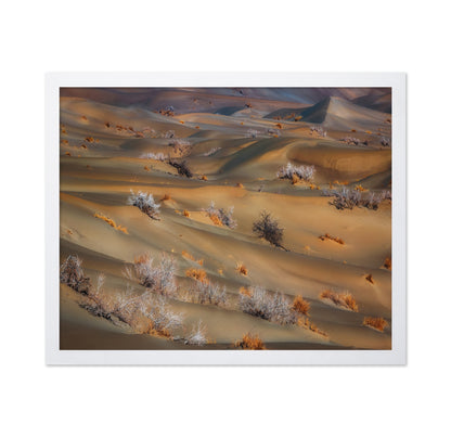 Coppice In Desert