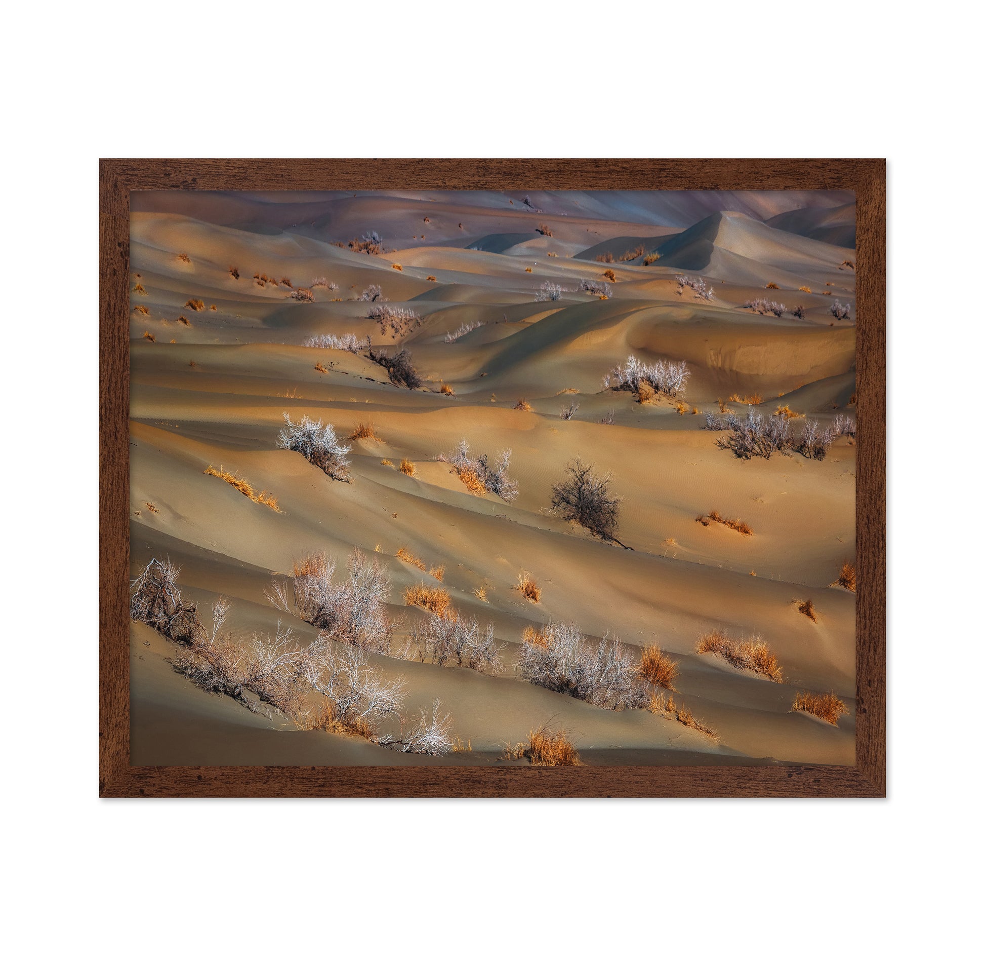 Coppice In Desert
