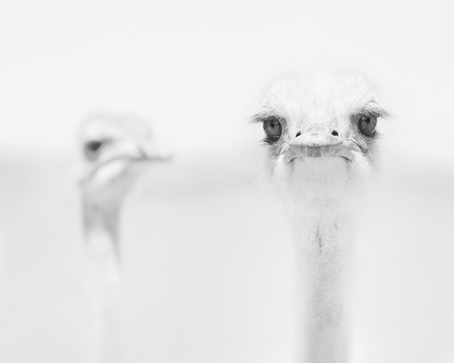 Funny Ostrich
