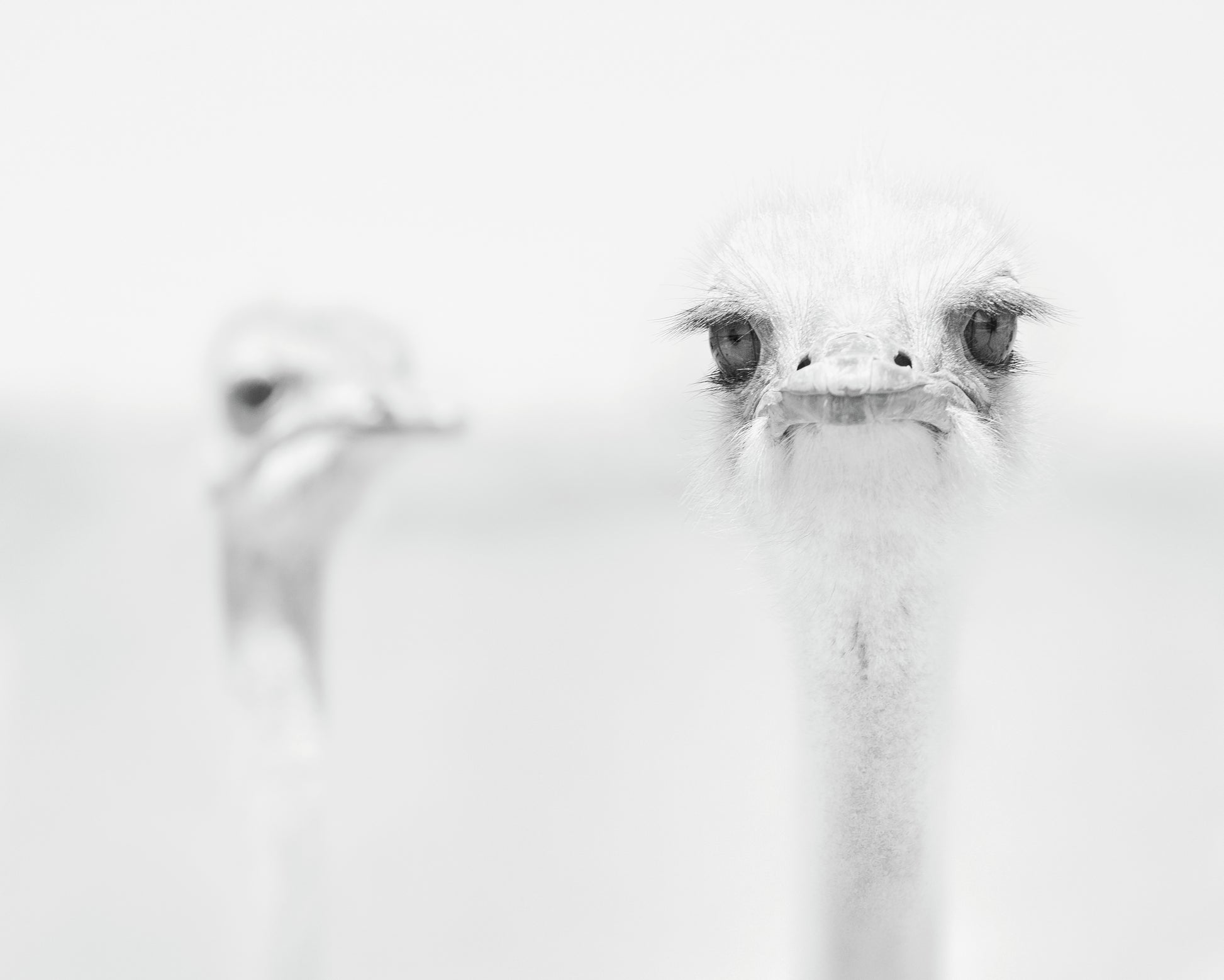 Funny Ostrich