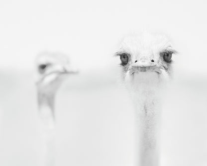 Funny Ostrich