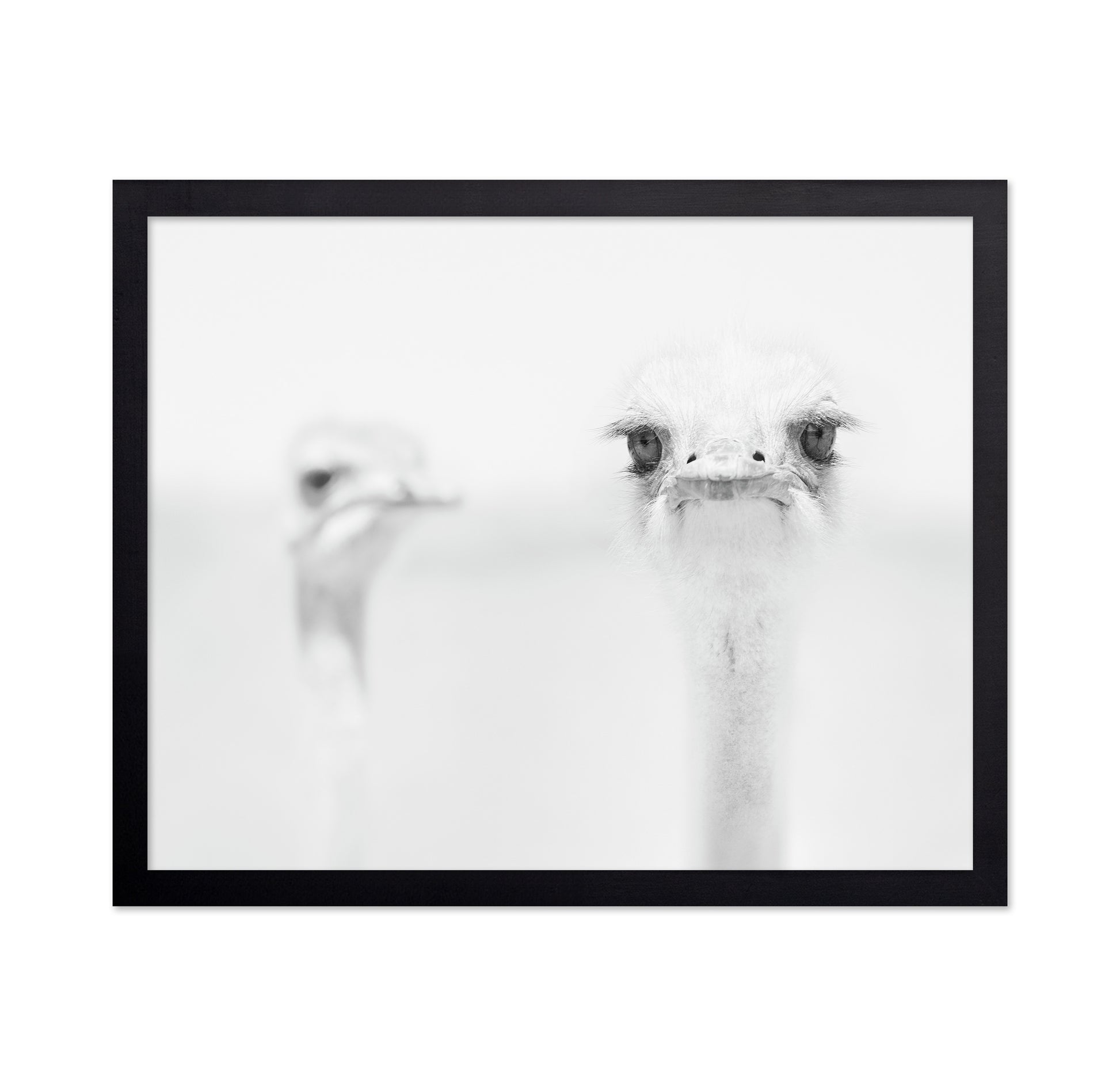 Funny Ostrich