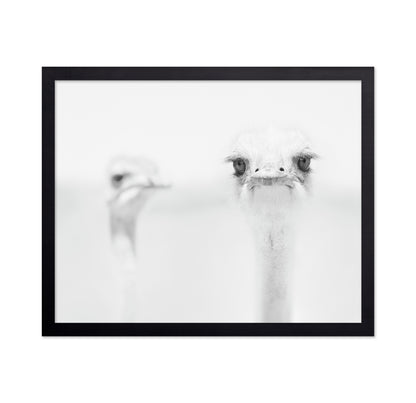 Funny Ostrich